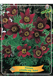 Anemone pulsatilla vulgaris Rubra Ø11