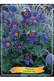Anemone pulsatilla vulgaris Ø11
