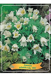 Anemone pulsatilla vulgaris Alba Ø11