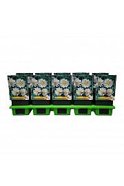 Anemone hybrida Whirlwind Ø11