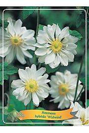 Anemone hybrida Whirlwind Ø11