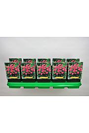 Anemone hybrida Pamina Ø11