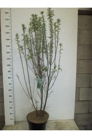 Amelanchier canadensis Rainbow Pillar C7,5 Lit. 80-100 cm