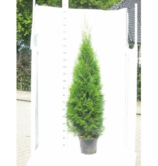 Thuja occidentalis Smaragd C15 Lit. 160-180 cm