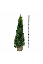 Thuja occidentalis Smaragd bala 180-200 cm extra