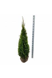 Thuja occidentalis Smaragd bala 140-160 cm