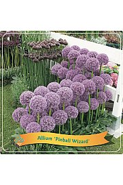 Allium Pinball Wizard C5 Lit.