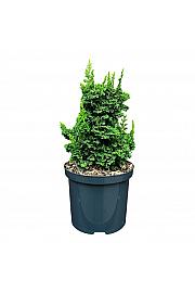 Thuja occidentalis Primo ᴾᴮᴿC2,5 Lit. 15-20 cm