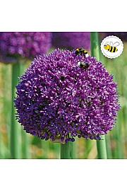 Allium Ambassador C5 Lit.