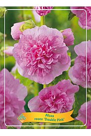 Alcea rosea Double Pink Ø11