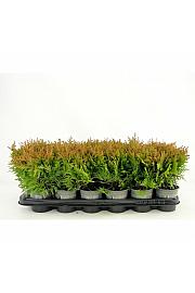 Thuja occidentalis Mirjam PBR Ø9