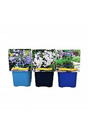 Agapanthus mix C5 lit.