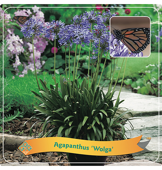 Agapanthus Wolga C5 Lit.