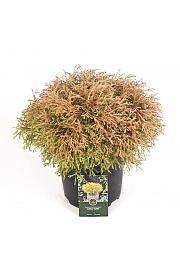 Thuja occidentalis Golden Tuffet C5 Lit. 30-40 cm