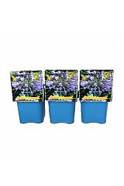 Agapanthus Intermedius C5 Lit.