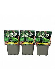 Agapanthus Albus C5 Lit.