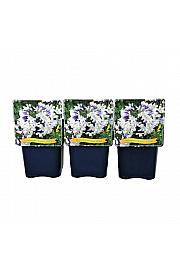 Agapanthus africanus Twister C5 Lit.