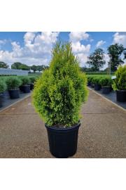 Thuja occidentalis Golden Smaragd C8 Lit. 40-50 cm