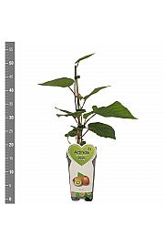 Actinidia deliciosa Jenny C2 Lit. 30-40 cm