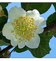 Actinidia deliciosa Atlas C2 Lit. 30-40 cm