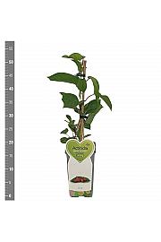 Actinidia arguta Ken´s Red C2 Lit. 30-40 cm
