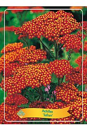 Achillea Safran Ø11