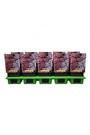 Achillea Rainbow Lightning Pink Ø11