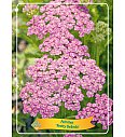 Achillea Pretty Belinda Ø11