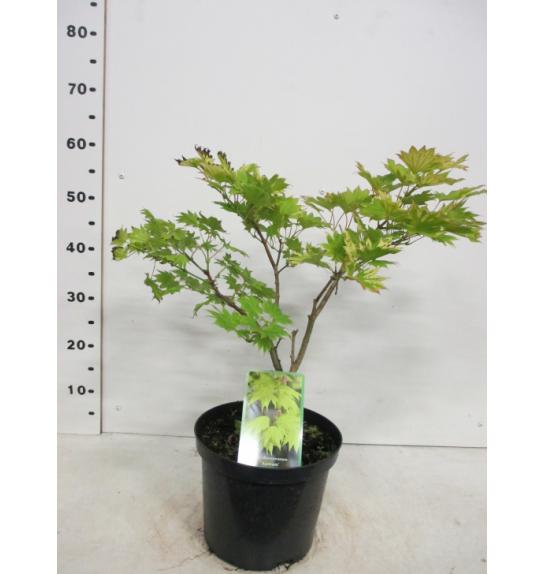 Acer shirasawanum Aureum C10 Lit. 30-40 cm