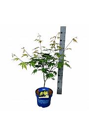 Acer pseudosieboldianum Arctic Jade® C5 Lit. 50-60 cm