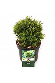 Thuja occidentalis Danica C2,5 Lit. 20-25 cm