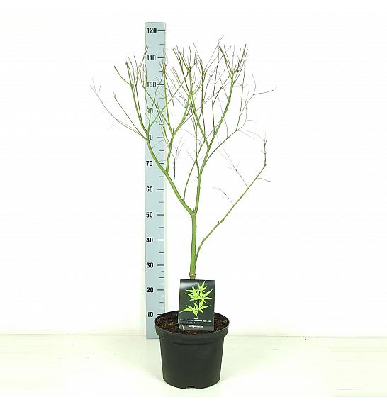Acer palmatum Seiryu C7,5 Lit. 60-80 cm