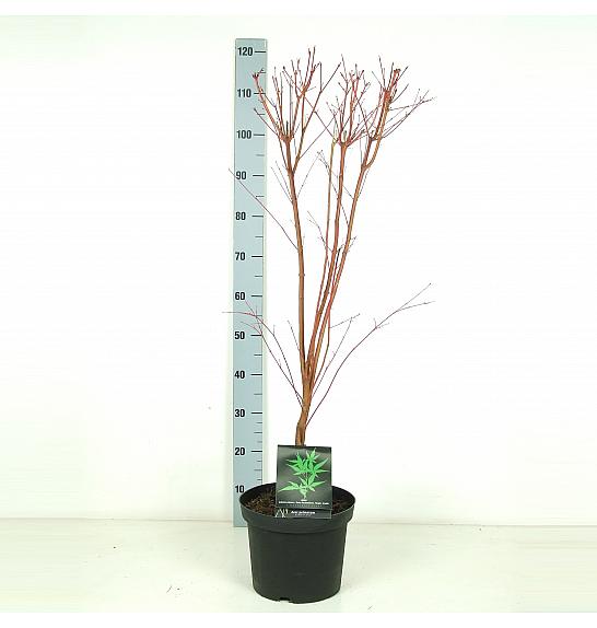 Acer palmatum Sangokaku C7,5 Lit. 60-80 cm