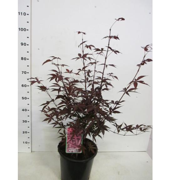 Acer palmatum Red Emperor C10 Lit. 80-100 cm