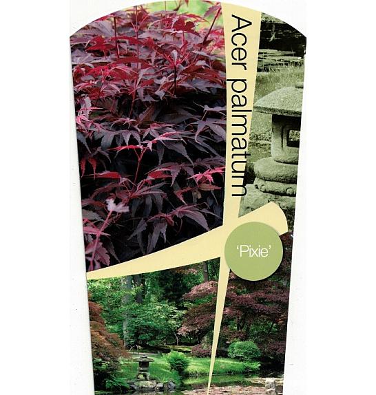 Acer palmatum Pixie C7,5 Lit. 60-80 cm