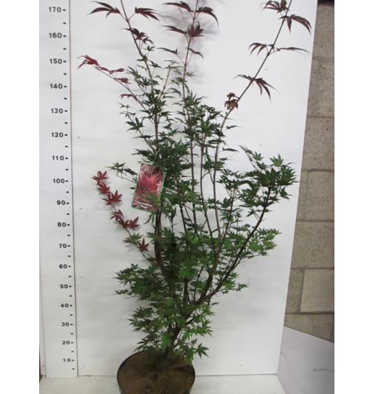Acer palmatum Pixie C10 Lit. 80-100 cm