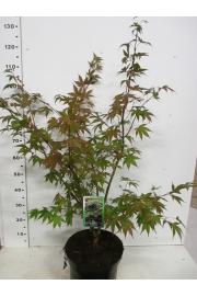 Acer palmatum Osakazuki C10 Lit. 80-100 cm