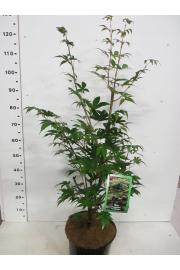 Acer palmatum Osakazuki C10 Lit. 60-80 cm