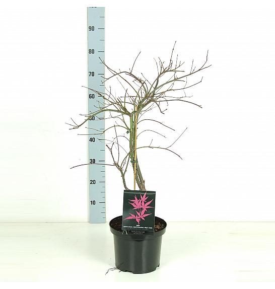 Acer palmatum Orangeola C5 Lit. 50-60 cm
