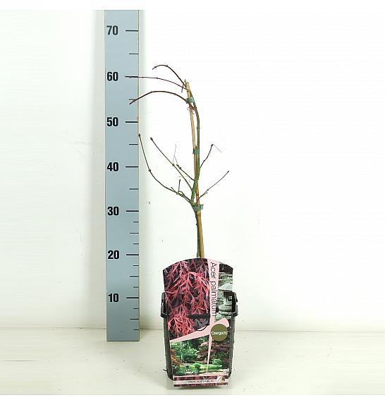 Acer palmatum Orangeola C3 Lit. 30-50 cm
