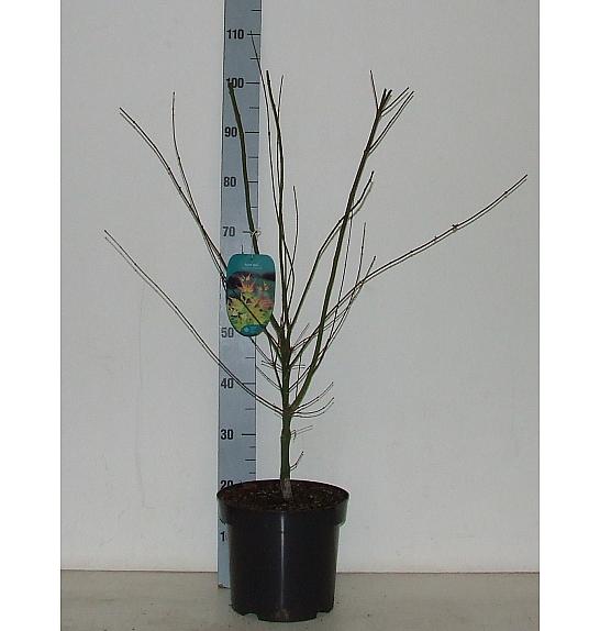 Acer palmatum Orange Dream C7,5 Lit. 60-80 cm