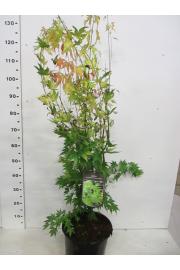 Acer palmatum Orange Dream C7,5 Lit. 50-60 cm