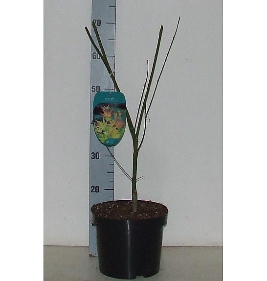 Acer palmatum Orange Dream C5 Lit. 50-60 cm