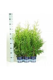 Thuja occidentalis Brabant Ø15 30-40 cm