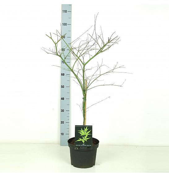 Acer palmatum Emerald Lace C5 Lit. 50-60 cm