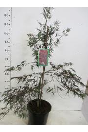 Acer palmatum dissectum Inaba Shidare C12 Lit. 60-80 cm