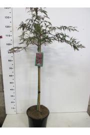 Acer palmatum dissectum Inaba Shidare C10 Lit. Na steblu 80 cm
