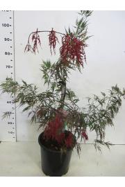 Acer palmatum dissectum Inaba Shidare C10 Lit. 40-50 cm