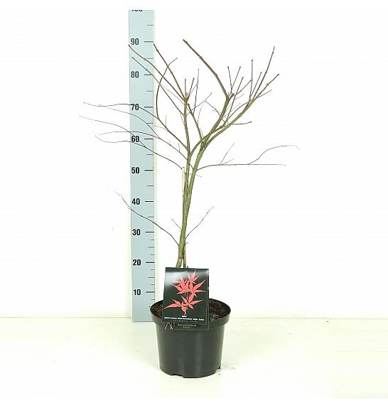 Acer palmatum dissectum Garnet C5 Lit. 50-60 cm