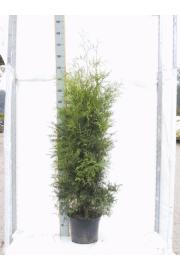 Thuja occidentalis Brabant C10 Lit. 140-160 cm